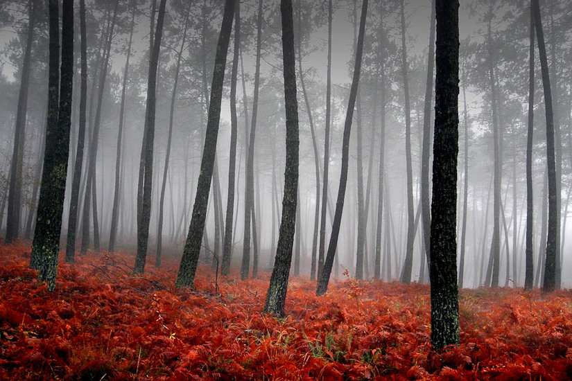 : NATURE : design :: PARIS