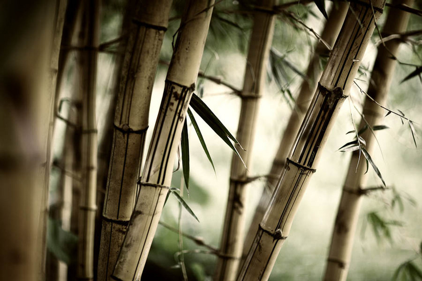  : NATURE : design :: PARIS